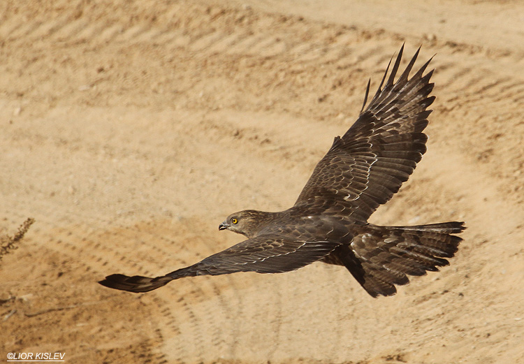 Honey Buzzard  Pernis  apivorus ,Ketura, Arava valley ,28-04-12 . Lior Kislev